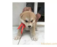 Štenci Akita Inu,Veliki Japanski Pas - 4