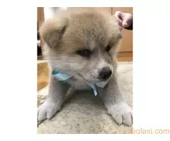 Štenci Akita Inu,Veliki Japanski Pas - 5