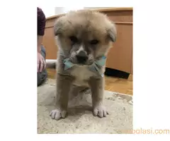 Štenci Akita Inu,Veliki Japanski Pas - 6