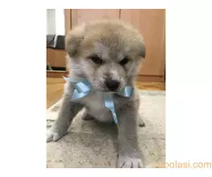 Štenci Akita Inu,Veliki Japanski Pas - 7