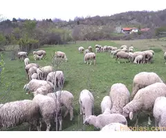 VITENBERG UMATIČENE OVCE - 2