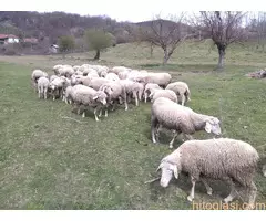 VITENBERG UMATIČENE OVCE - 3