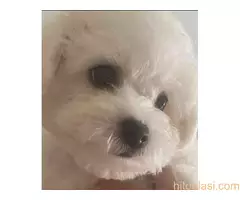 Kovrdzavi bison, decak star 4 meseca. - 2