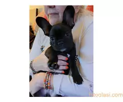 Stene francuskog buldoga - 2