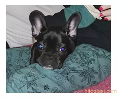 Stene francuskog buldoga - 3