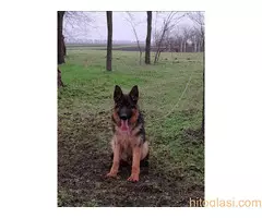 Mužijak Nemački ovčar - 2