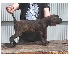 Cane corso - 3