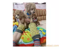 Aprikot stenci patuljaste i toy pudle - 2