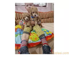 Aprikot stenci patuljaste i toy pudle - 3