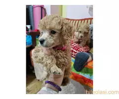 Aprikot stenci patuljaste i toy pudle - 4