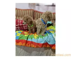 Aprikot stenci patuljaste i toy pudle - 5