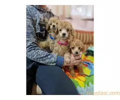 Aprikot stenci patuljaste i toy pudle - 6