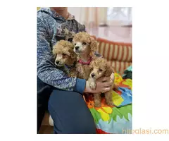 Aprikot stenci patuljaste i toy pudle - 7