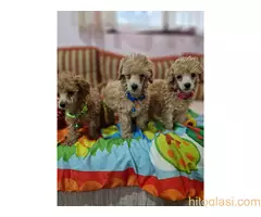 Aprikot stenci patuljaste i toy pudle - 8