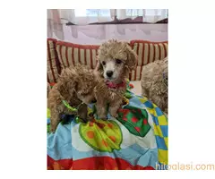 Aprikot stenci patuljaste i toy pudle - 9