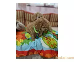 Aprikot stenci patuljaste i toy pudle - 10