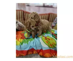 Aprikot stenci patuljaste i toy pudle - 11