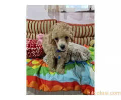 Aprikot stenci patuljaste i toy pudle - 12