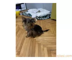 Jorkširski terijer - 2