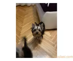 Jorkširski terijer - 3