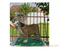 Engleski buldog - 2