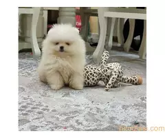 Queen kelly poms Cistokrvni pomeranci Boo - 2