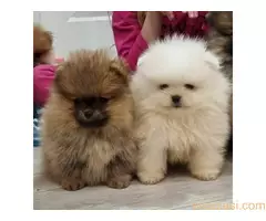 Queen kelly poms Cistokrvni pomeranci Boo - 3