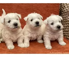 Zapadnoškotski terijer štenci (Westi) - 2