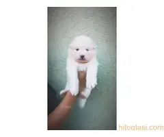 Na prodaju vrhunski štenci samojeda, oštenjeni 23.10.2023. - 2