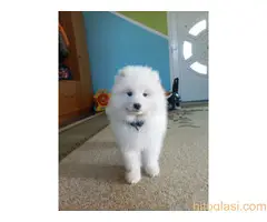 Na prodaju vrhunski štenci samojeda, oštenjeni 23.10.2023. - 3