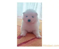 Na prodaju vrhunski štenci samojeda, oštenjeni 23.10.2023. - 4