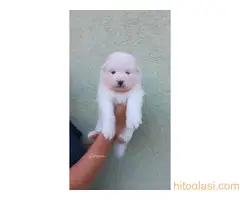 Na prodaju vrhunski štenci samojeda, oštenjeni 23.10.2023. - 5