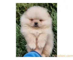 Pomeranci stenci, pomeranac boo - 2