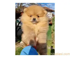 Pomeranci stenci, pomeranac boo - 3