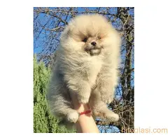 Pomeranci stenci, pomeranac boo - 4