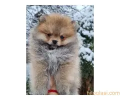 Pomeranci stenci, pomeranac boo - 5