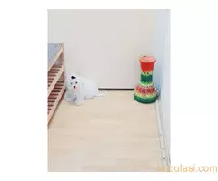 Maltezer ženka i mužjak Odgajivačnica FCI 6198 Kikinda - 2