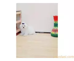 Maltezer ženka i mužjak Odgajivačnica FCI 6198 Kikinda - 3