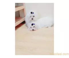 Maltezer ženka i mužjak Odgajivačnica FCI 6198 Kikinda - 4