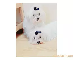 Maltezer ženka i mužjak Odgajivačnica FCI 6198 Kikinda - 5