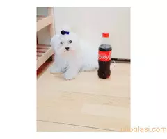 Maltezer ženka i mužjak Odgajivačnica FCI 6198 Kikinda - 6