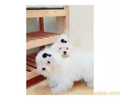 Maltezer ženka i mužjak Odgajivačnica FCI 6198 Kikinda - 7