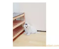 Maltezer ženka i mužjak Odgajivačnica FCI 6198 Kikinda - 8