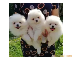 Prelepo štene pomeranca - 2