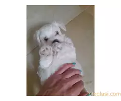 Mini maltezeri - 2
