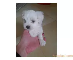 Mini maltezeri - 3