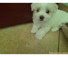 Mini maltezeri - 4