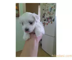 Mini maltezeri - 9