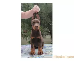 Štenci Dobermana - 2