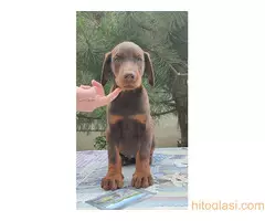 Štenci Dobermana - 3